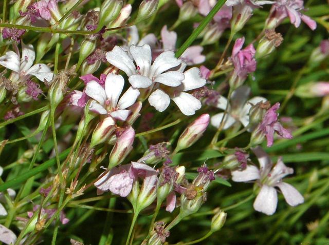 piccoli fiori di montagna - Gypsophila repens